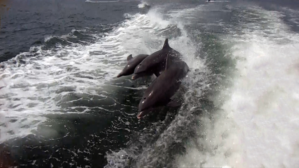 dolphins surfing the wake